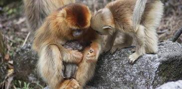 长猴子图片,揭秘神秘生物的奇幻世界