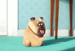 爱宠大机密动态表情包,萌宠表情包里的欢乐时光